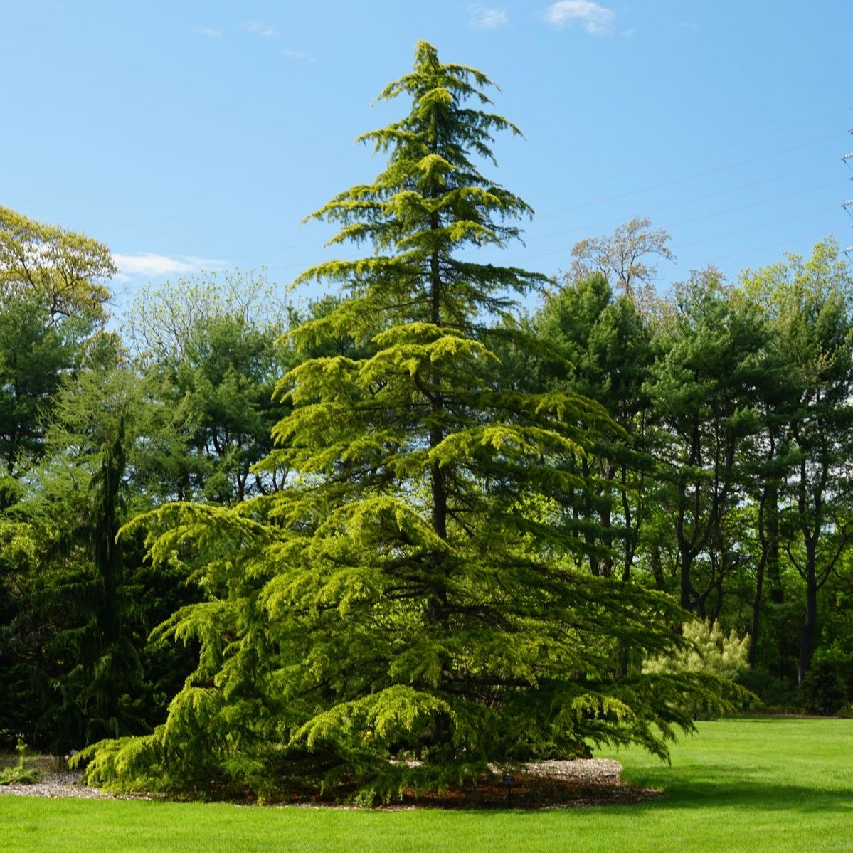 FRAGANCIA VELAS CEDRO