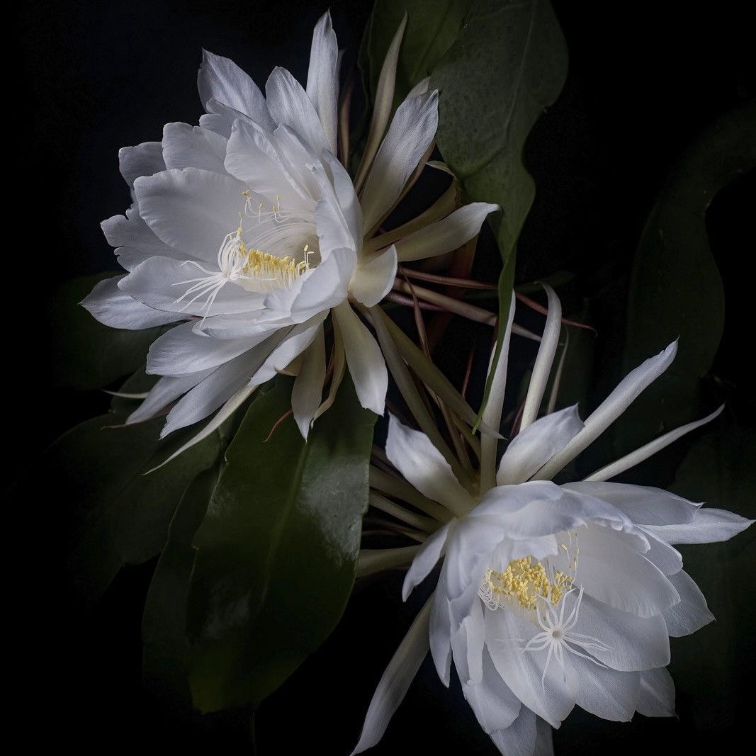 FRAGANCIA VELAS DAMA DE NOCHE