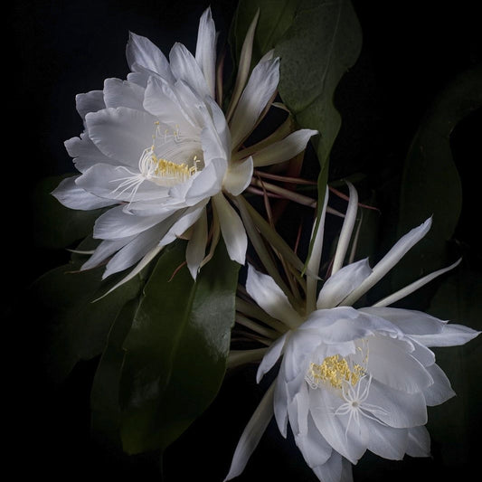 FRAGANCIA VELAS DAMA DE NOCHE