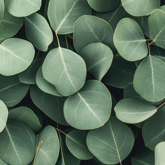 FRAGANCIA VELAS EUCALIPTO