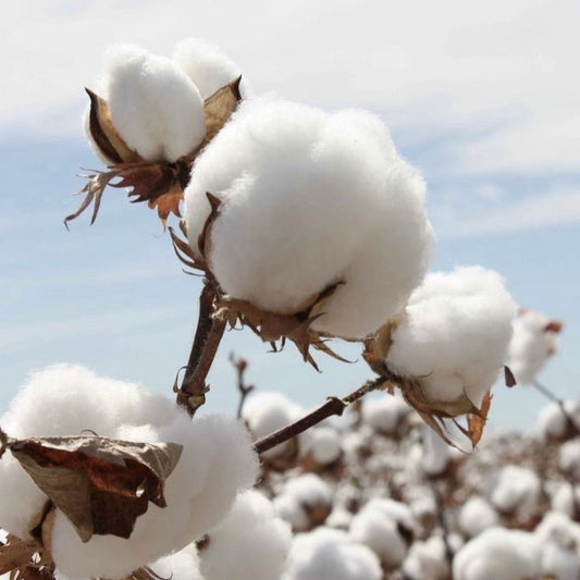 FRAGANCIA VELAS FLOR DE ALGODÓN