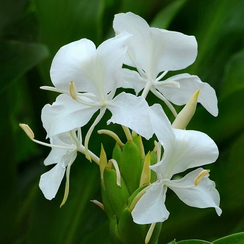 FRAGANCIA VELAS GINGER LILY