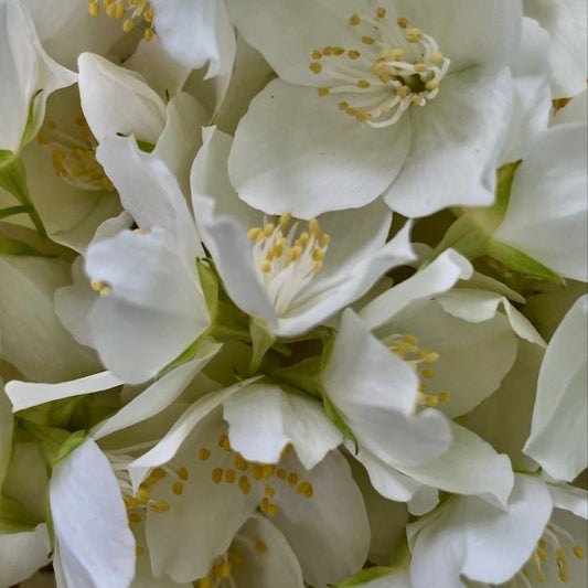 FRAGANCIA VELAS JAZMÍN FLORES