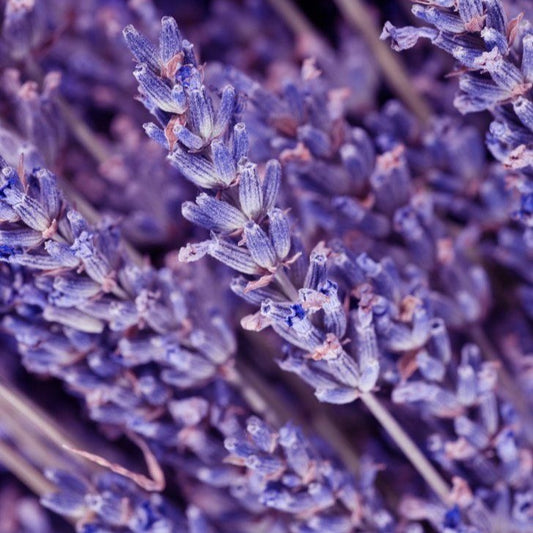 FRAGANCIA VELAS LAVANDA FRACESA
