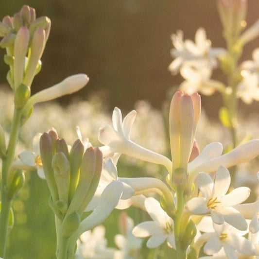 FRAGANCIA VELAS NARDO