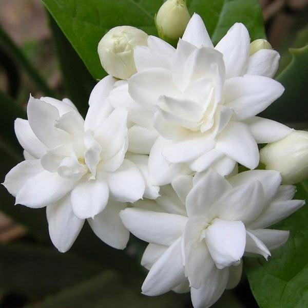 FRAGANCIA VELAS WHITE JASMINE