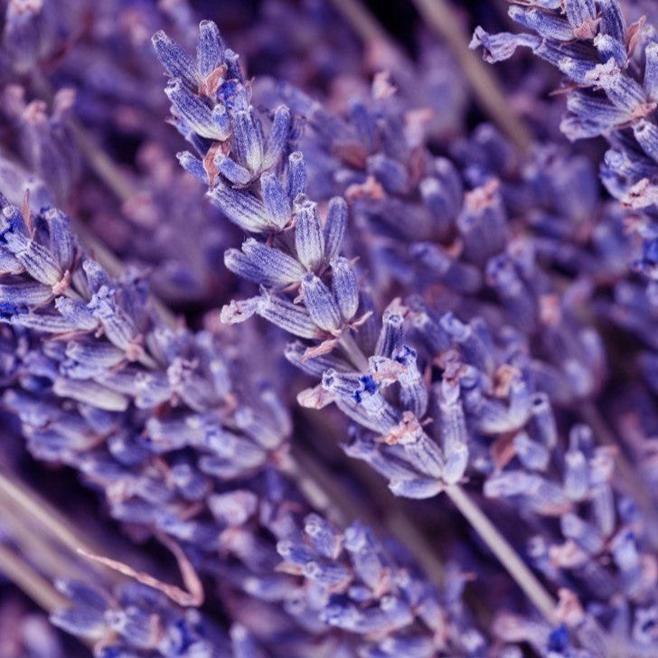Fragancia Lavanda Francesa