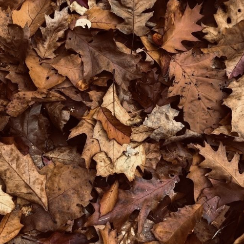 FRAGANCIAS OTOÑALES