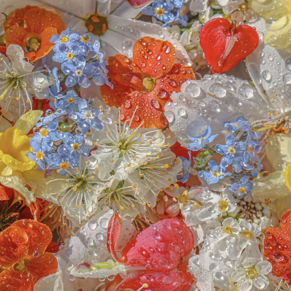 FRAGANCIAS FLORALES