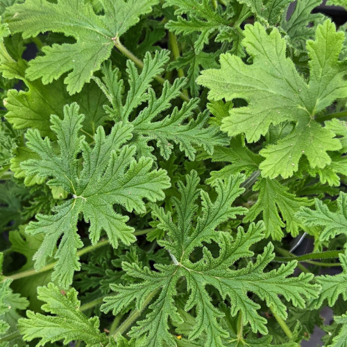 Fragancia Citronela Repelente