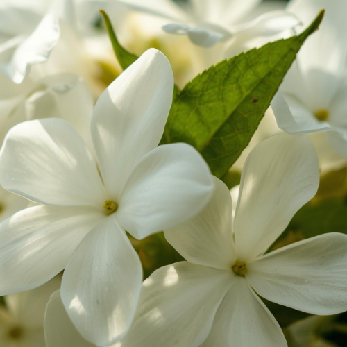 Fragrância de flores de jasmim