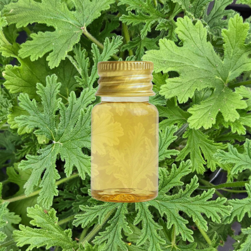 Fragancia Citronela Repelente
