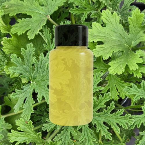 Fragancia Citronela Repelente