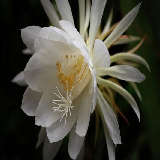 Fragancia Dama de Noche