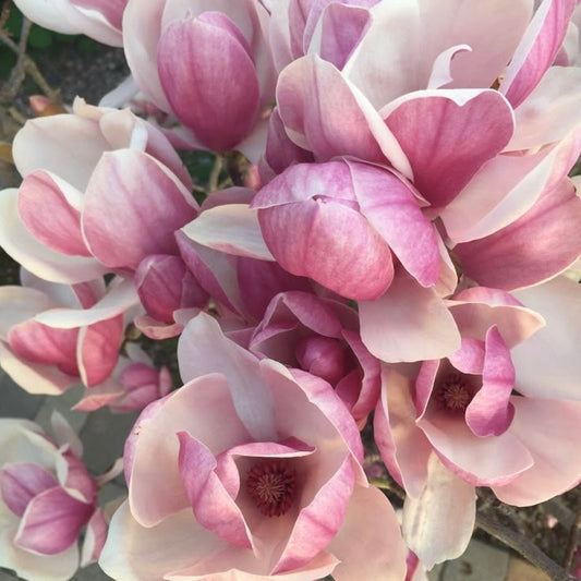 FRAGANCIA VELAS MAGNOLIA Y FREESIA