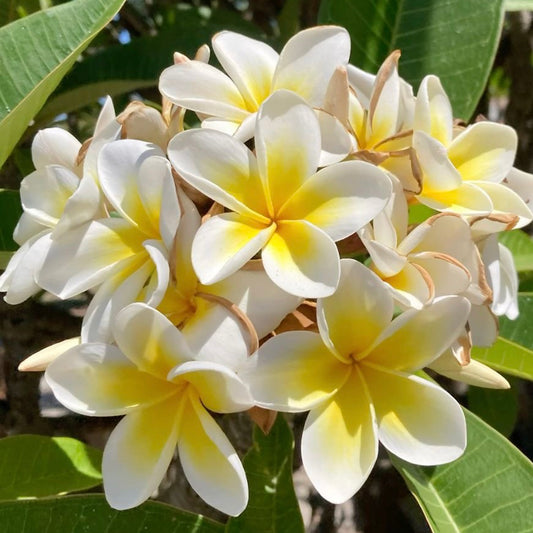 Fragancia Polynesian Tiaré