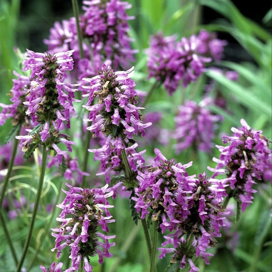 Fragancia Patchouli (Liquidación) - 265 ml
