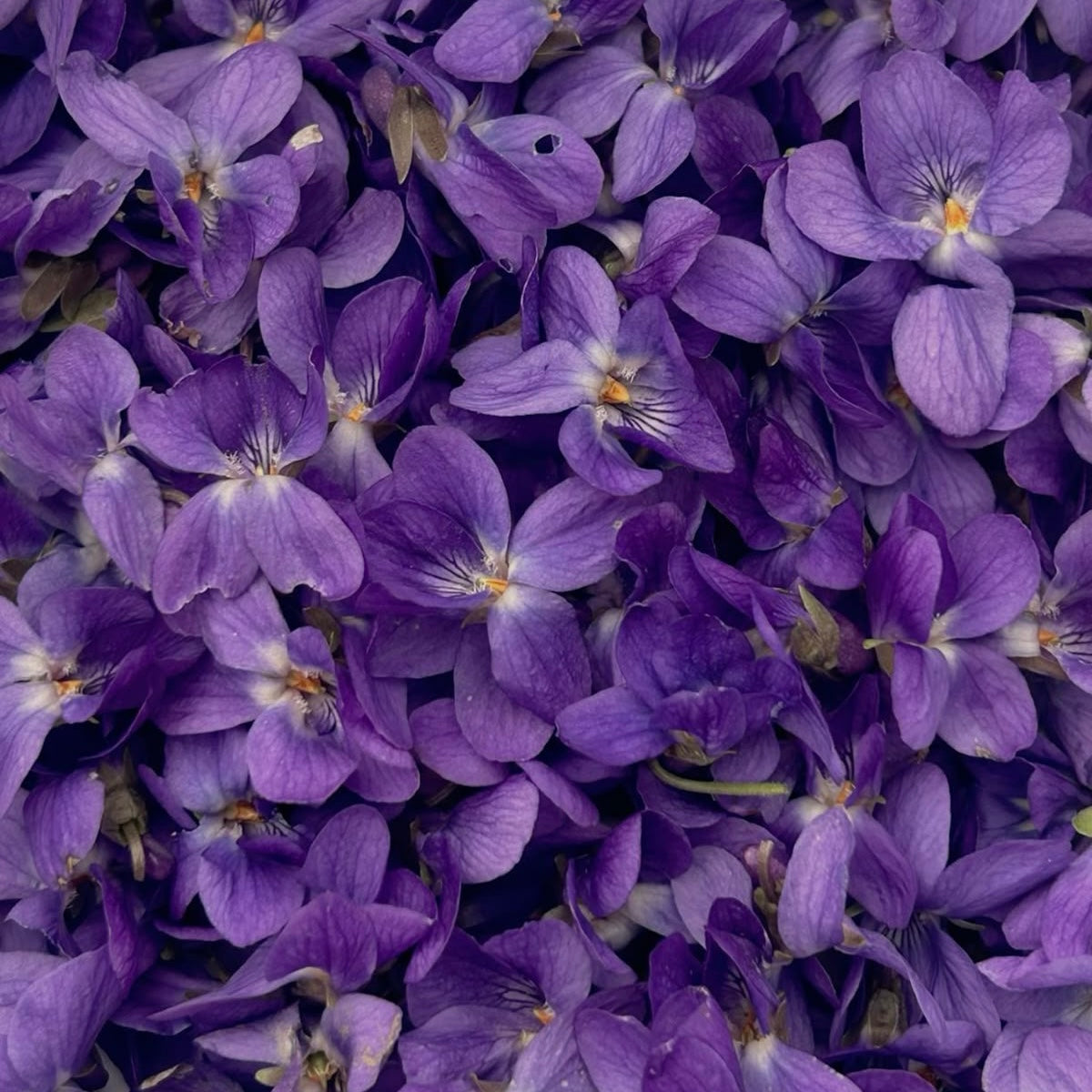 Fragancia Smooth Violet (Liquidación) - 265 ml